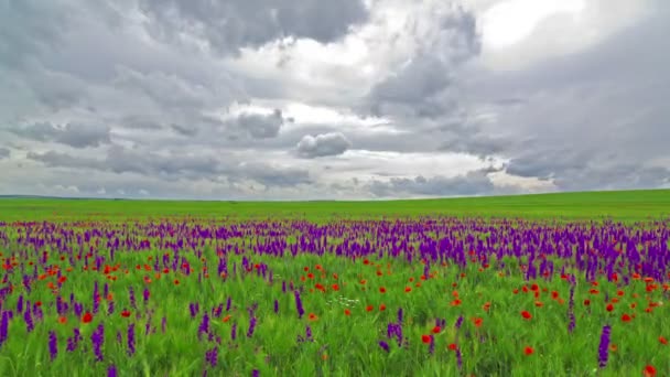 Violette Blüten — Stockvideo