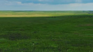 bulutlu gökyüzü altında çayıra