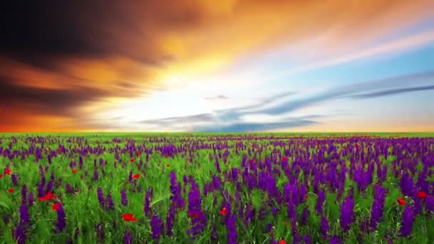 fleurs violettes