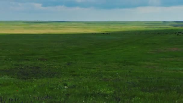 Pasture under cloudy sky — Stock Video