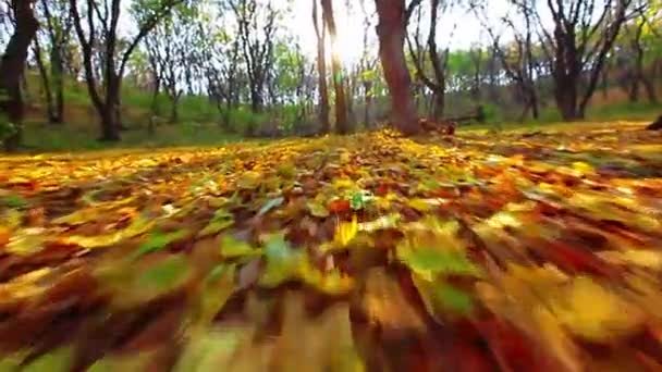 Hojas de otoño — Vídeos de Stock