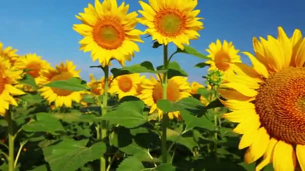 Sunflowers — Stock Video