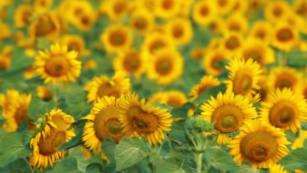 Sunflower field — Stock Video