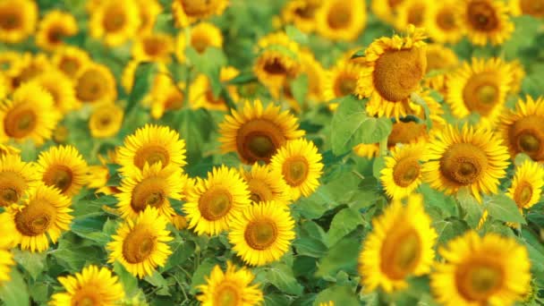 Champ de tournesol 
