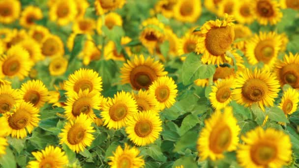 Sunflower field — Stock Video