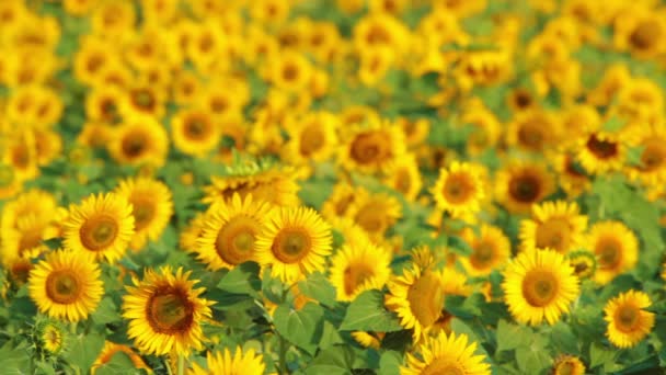 Sunflower field — Stock Video