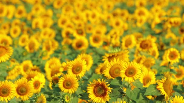 Champ de tournesol 