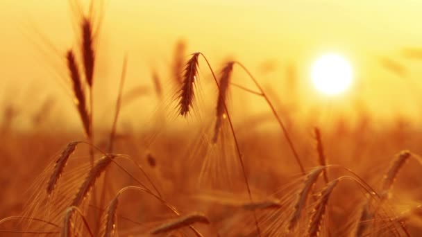 Золота пшениця — стокове відео