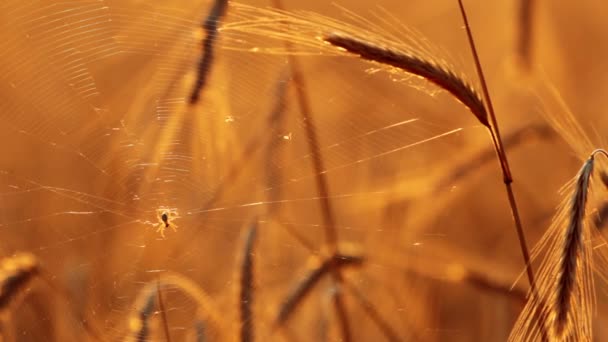 Золотая пшеница — стоковое видео