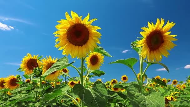 Sonnenblumen — Stockvideo