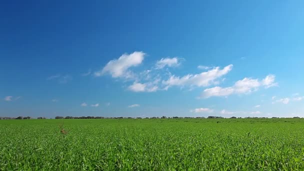 Campo bajo cielo nublado — Vídeos de Stock