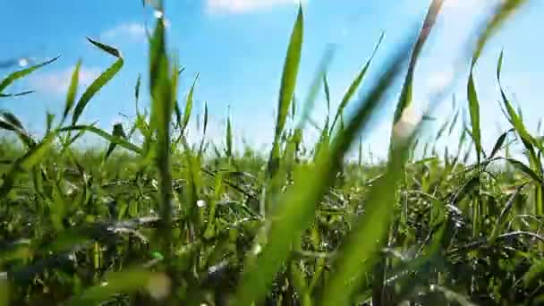 Herbe d'été 