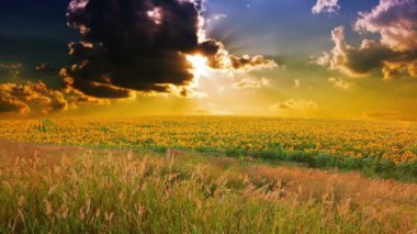 alan bulutlu gökyüzü altında