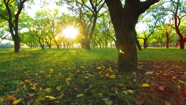 Matin dans la forêt. — Video