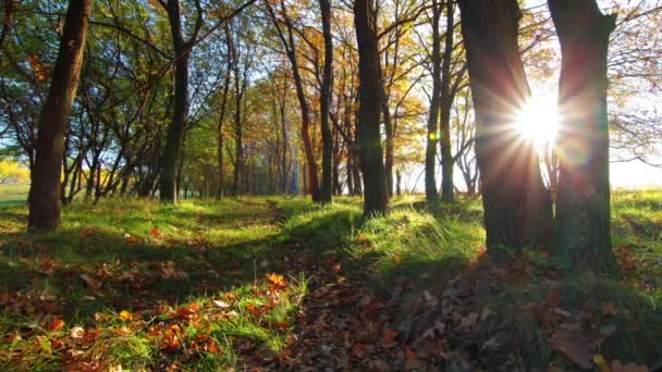 Morning in the forest. — Stock Video