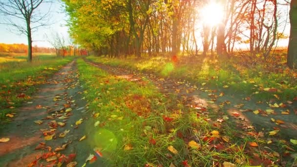 matin dans la forêt.