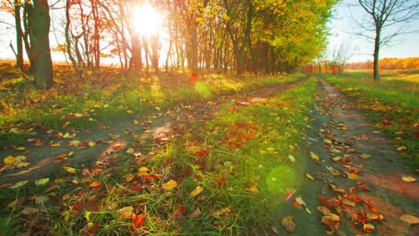 Bosque de otoño — Vídeos de Stock