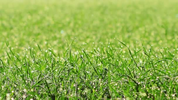 Herbe d'été 