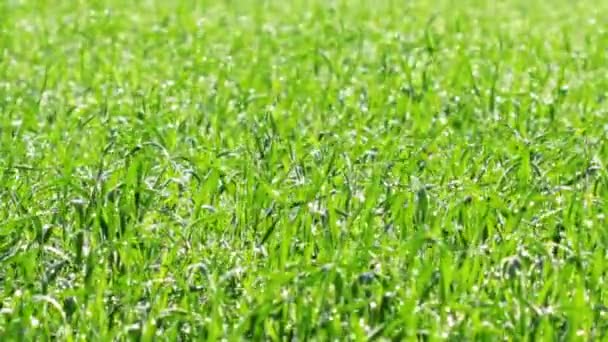 Herbe d'été 