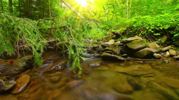 Eau de cascade propre — Video