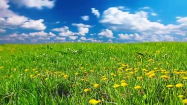 Sarı dandelions Kayran