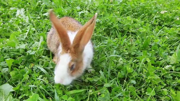 Conejito de Pascua — Vídeos de Stock