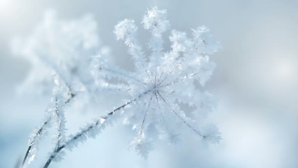 Hierba codiciada con nieve — Vídeos de Stock