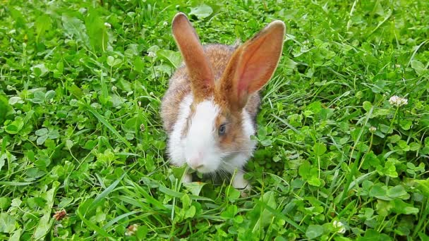 Conejito de Pascua — Vídeos de Stock