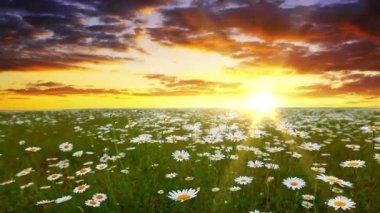 papatya çiçekleri alan