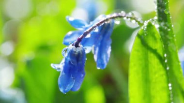 bahar mavi çiçeği