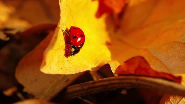 Ladybird sarı yaprak üzerinde — Stok video