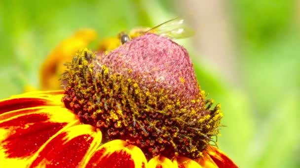 Bourdon avec fleur — Video