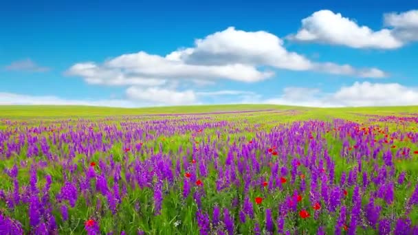 Flores púrpuras — Vídeo de stock
