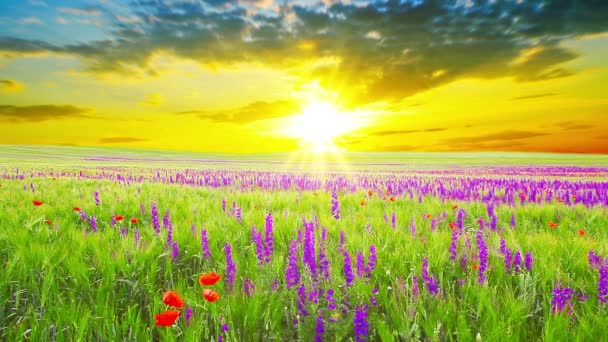 fleurs violettes