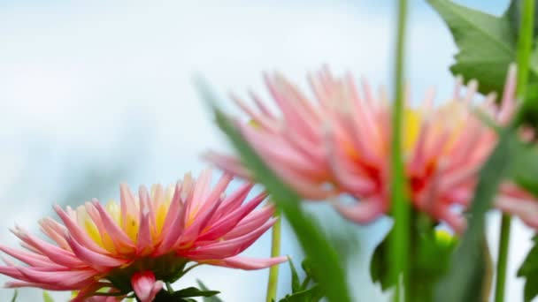 Pink flowers — Stock Video