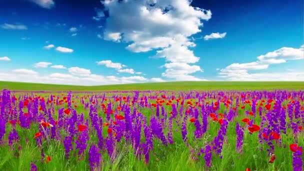 fleurs violettes