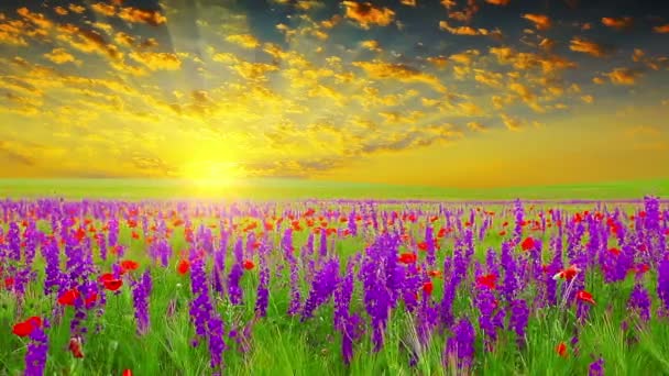 fleurs violettes