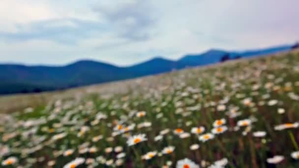 Chamomile flowers field — Stock Video