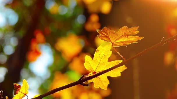 Жовті листя — стокове відео