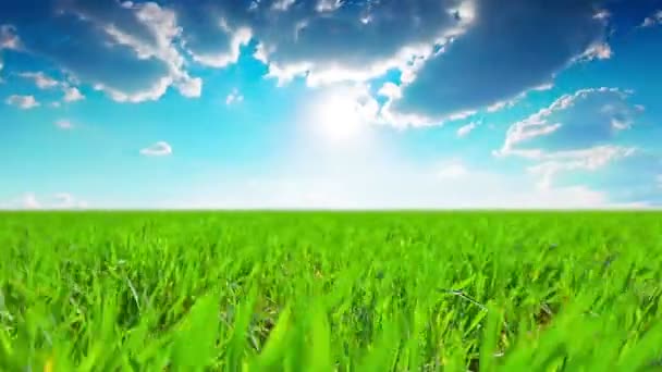 Herbe d'été 