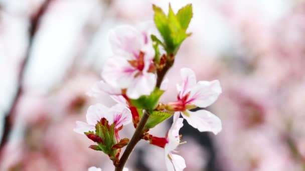 Flor de cerezo — Vídeos de Stock