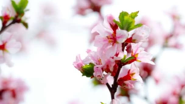 Flor de cerezo — Vídeos de Stock