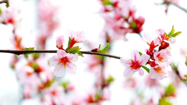 Flor de cerezo — Vídeos de Stock