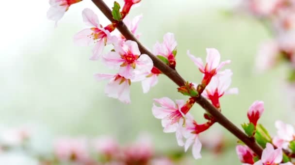 Flor de cerezo — Vídeos de Stock