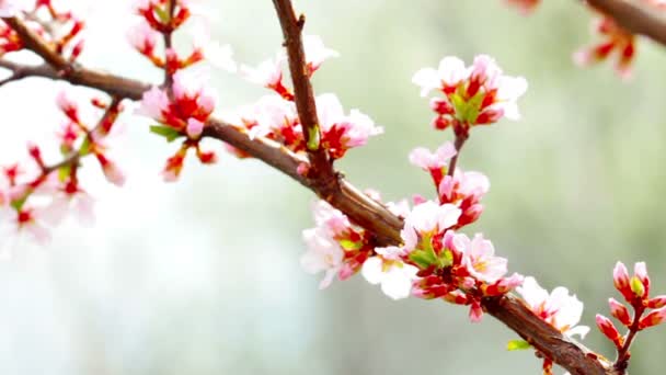 Fiore di ciliegio — Video Stock