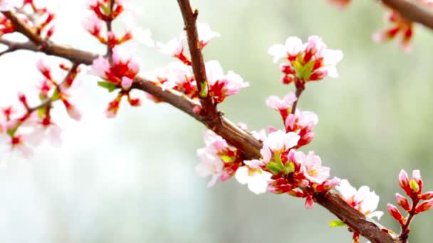 Flor de cerezo — Vídeos de Stock