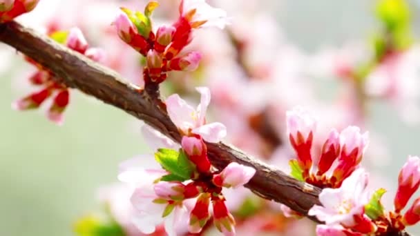 Flor de cerezo — Vídeos de Stock