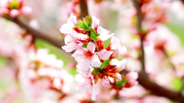 Flor de cerezo — Vídeos de Stock