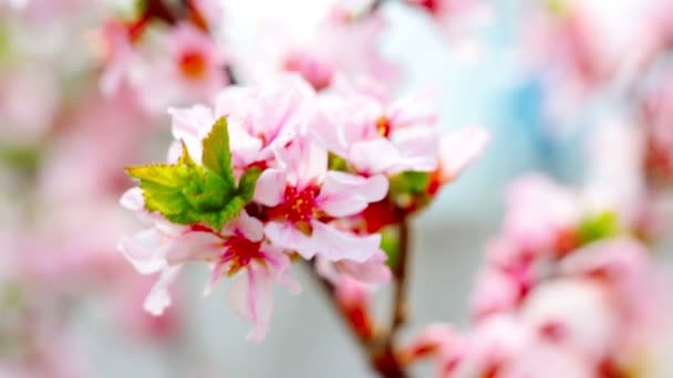 Flor de cerezo — Vídeos de Stock