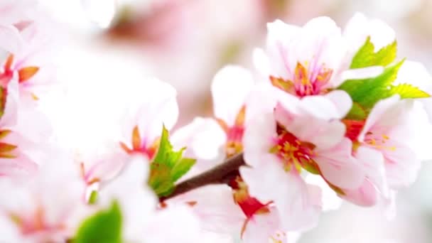 Flor de cerezo — Vídeos de Stock